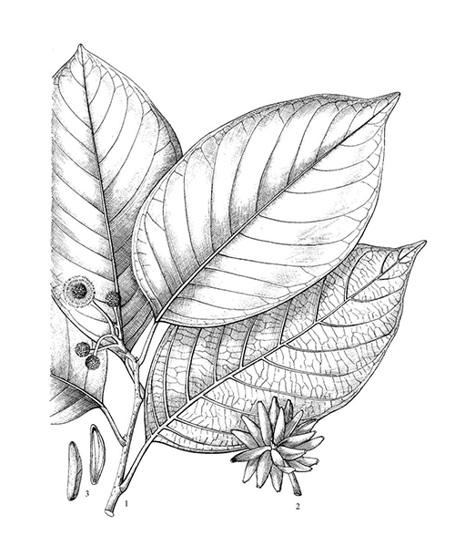 Natural compounds from  Camptotheca acuminata